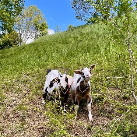 Stellplatz Mit Aussicht Auf Bergbauernhof *