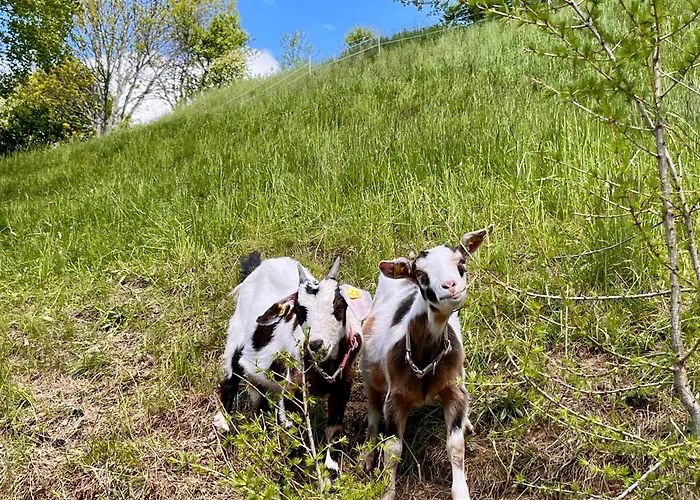 Stellplatz Mit Aussicht Auf Bergbauernhof *